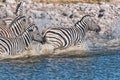 Startled Burchells zebras running in a waterhole