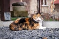 Startled cat looks at me with contempt. Felis catus domesticus rests on heated rocks. English wild cat rests near his home