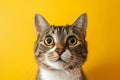 Startled Cat With Wide Eyes In Closeup, Against Vibrant Yellow Background