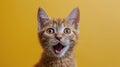Startled Cat With Wide Open Mouth Royalty Free Stock Photo