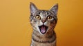 Startled Cat With Wide Open Mouth Royalty Free Stock Photo