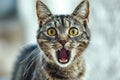 Startled Cat With Wideopen Mouth, Yellow Eyes, And Expressive Face Royalty Free Stock Photo
