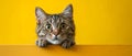 Startled Cat On Yellow Backdrop With Wide Eyes A Delightful Sight