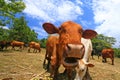 Startled cow grazing in pasture