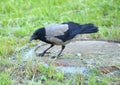 Startled crow on a rusty manhole cover in the green grass Royalty Free Stock Photo