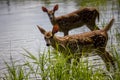 Startled does having a drink by the lake Royalty Free Stock Photo