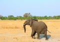 A startled elephant with ears flapping and trunk swaying on the dry open African Plains Royalty Free Stock Photo