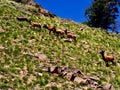 Elk Bull Batchelor Group in Velvet Royalty Free Stock Photo