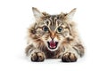 Startled Feline Clutching Mouth With Paws, Isolated On Transparent Background