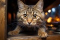 Startled feline discovered in cupboard, wide eyed Womans hand unveils its hiding place