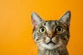 Startled Feline Displays Wideeyed Astonishment Against Vibrant Backdrop In Closeup