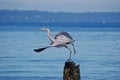 Startled Great Blue Heron taking flight