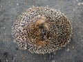 startled hedgehog curled up in a ball