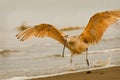 Startled Long Billed Curlew