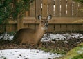 A resting whitetail deer looks for an escape route Royalty Free Stock Photo