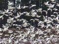 Snow geese blast off Royalty Free Stock Photo