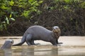 Startled Wild Female Giant Otter and friend on Beach by Jungle Royalty Free Stock Photo