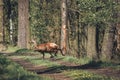 A startled wild roe deer runs through the forest road between the trees