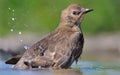 Startled young Common starling bathes with a lot of splashes