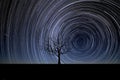 Startrails and an alone tree Royalty Free Stock Photo