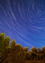 Startrails over green trees