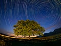 Startrails over a lonely old oak tree in Dobrogea, Romania