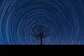 Startrails spin around the tree Royalty Free Stock Photo
