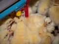 Chicken farming business