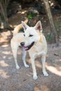 Starve dog in rural