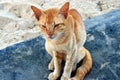Starving cat in Malaysia.