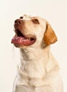 Starving dog drooling Royalty Free Stock Photo