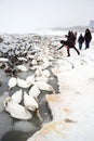 Starwing swans feed by people Royalty Free Stock Photo