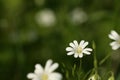 Starwort flower