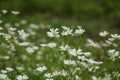 Starwort flower