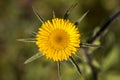 Starwort (Pallenis spinosa) flower