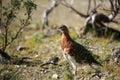 State Bird of Alaska Willow Ptarmigan Denali Royalty Free Stock Photo