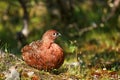 State Bird of Alaska Willow Ptarmigan Denali