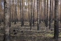 In the state of Brandenburg, Germany, there are more and more forest fires in the pine forests Royalty Free Stock Photo