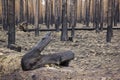 In the state of Brandenburg, Germany, there are more and more forest fires in the pine forests Royalty Free Stock Photo