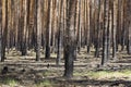 In the state of Brandenburg, Germany, there are more and more forest fires in the pine forests Royalty Free Stock Photo