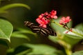 State butterfly of Florida the zebra longwing, Heliconius charitonia Royalty Free Stock Photo