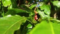 State coffee plantation in the Buon ma Thuot city, Gia lai province Vietnam