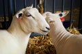 State Fair Sheep