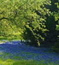 State flower of Texas, Bluebonnets Royalty Free Stock Photo