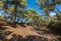 State Forest of Olonne Royalty Free Stock Photo