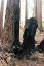 Charred and hollowed out sequoia trees, Big Sur, CA.