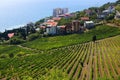 State Professor's Corner in Alushta. Vineyards. Crimea.