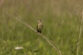 Female  Bobolink Dolichonyx oryzivorus sitting on a branch of a bush in a meadow near the nest.Nature scene from Wisconsin wildl Royalty Free Stock Photo