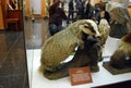 State Zoological Darwin Museum. Stuffed badger in the window.