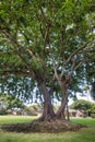 Stateky old large banyan tree on Maui. Royalty Free Stock Photo